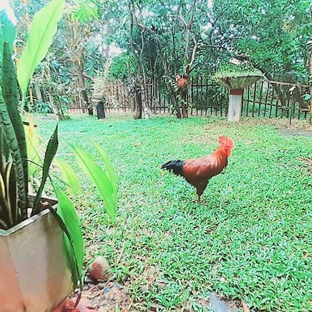Bamboo Home Stay Hiriketiya Zuid-Dikwella Buitenkant foto