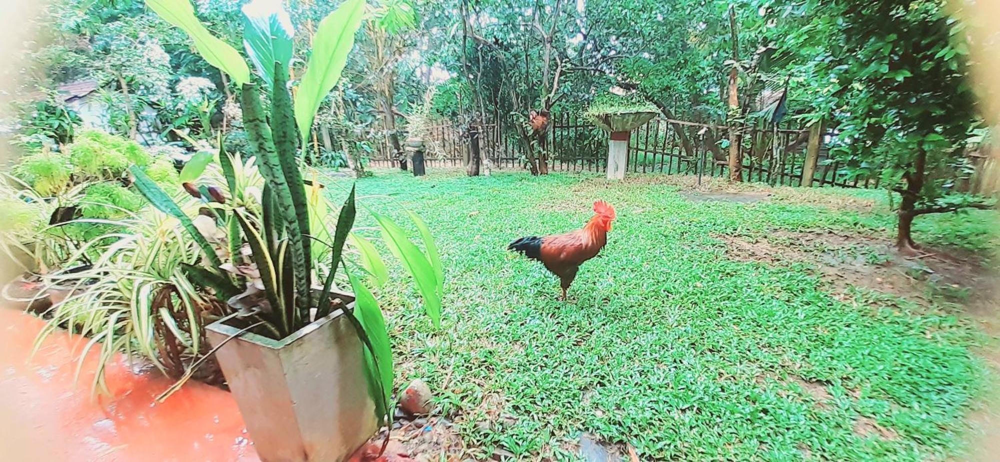 Bamboo Home Stay Hiriketiya Zuid-Dikwella Buitenkant foto