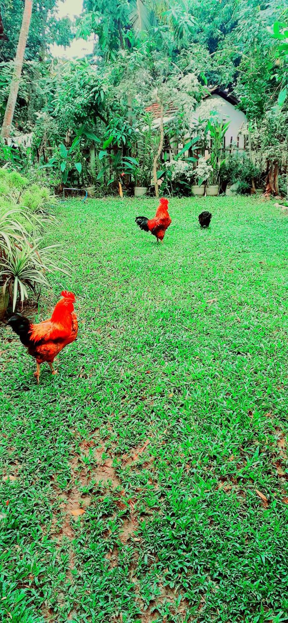 Bamboo Home Stay Hiriketiya Zuid-Dikwella Buitenkant foto